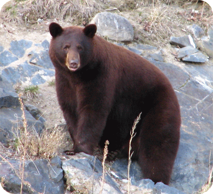 bear hunting manitoba ca